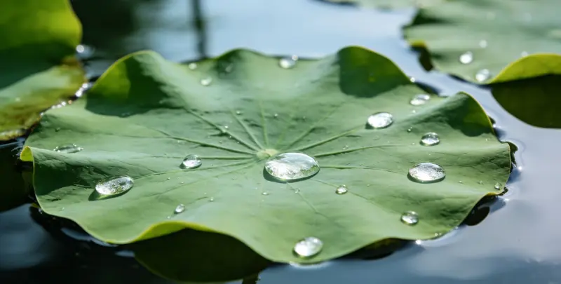 安顺乳腺癌21基因mRNA表达分析图片1